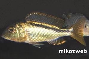 Buccochromis nototaenia 