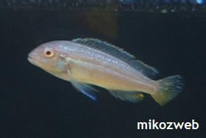 Melanochromis auratus var.