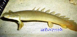 Polypterus senegalus 